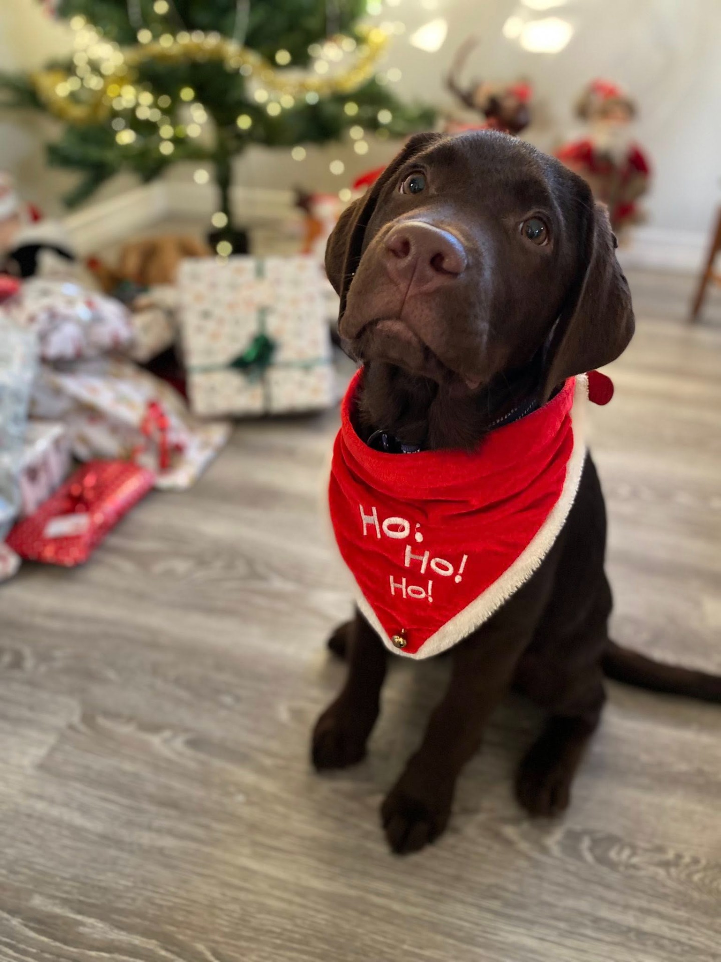 Lui 4 månader ca (Maltockas Ceylon Kanel)