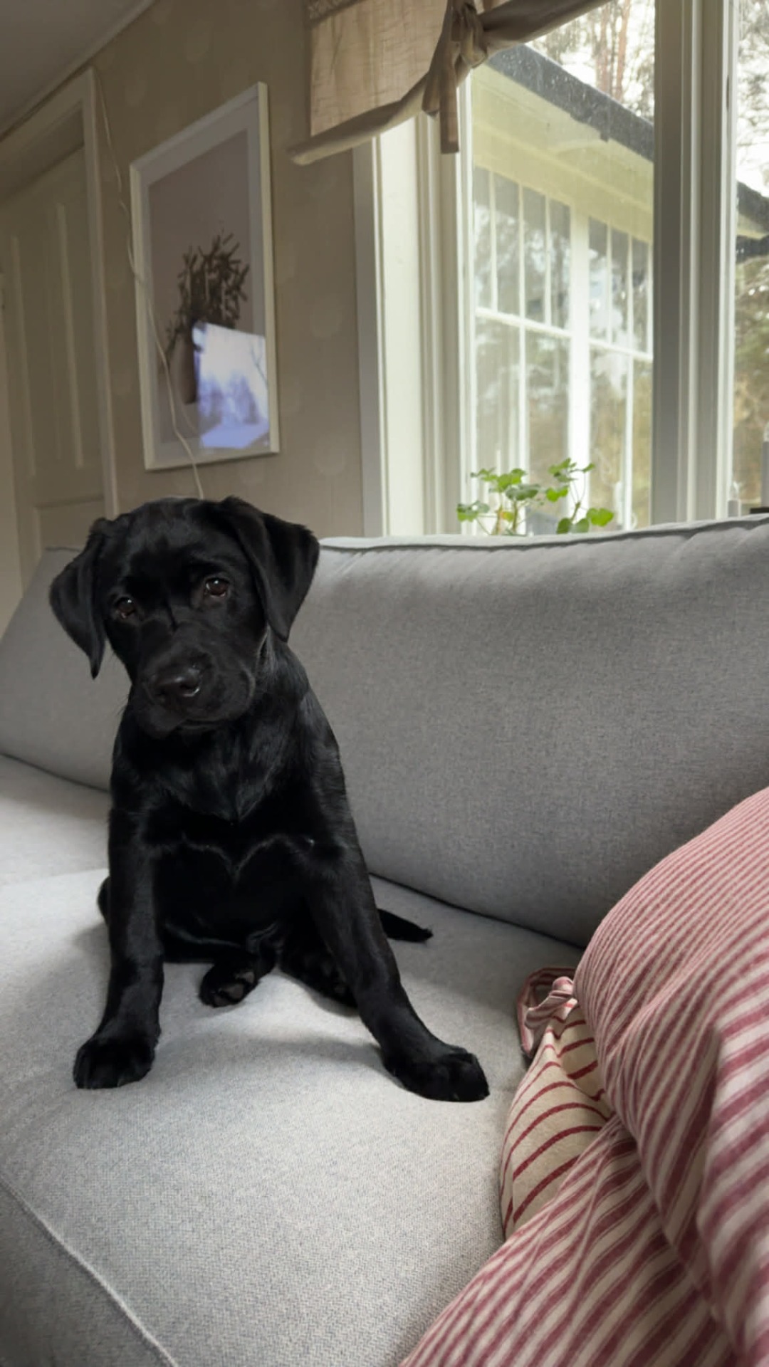 Ztella 4 månader (Maltockas Flowery Basilika)