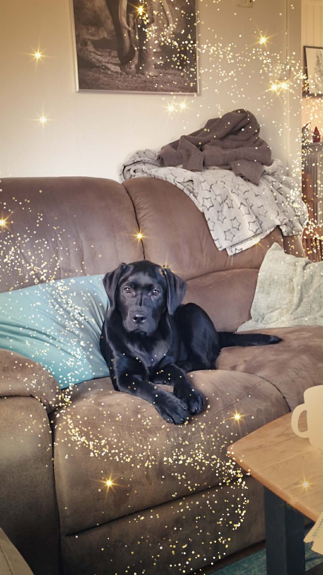 Pepzi 4 månader (Maltockas Sourish Pimpinelle)