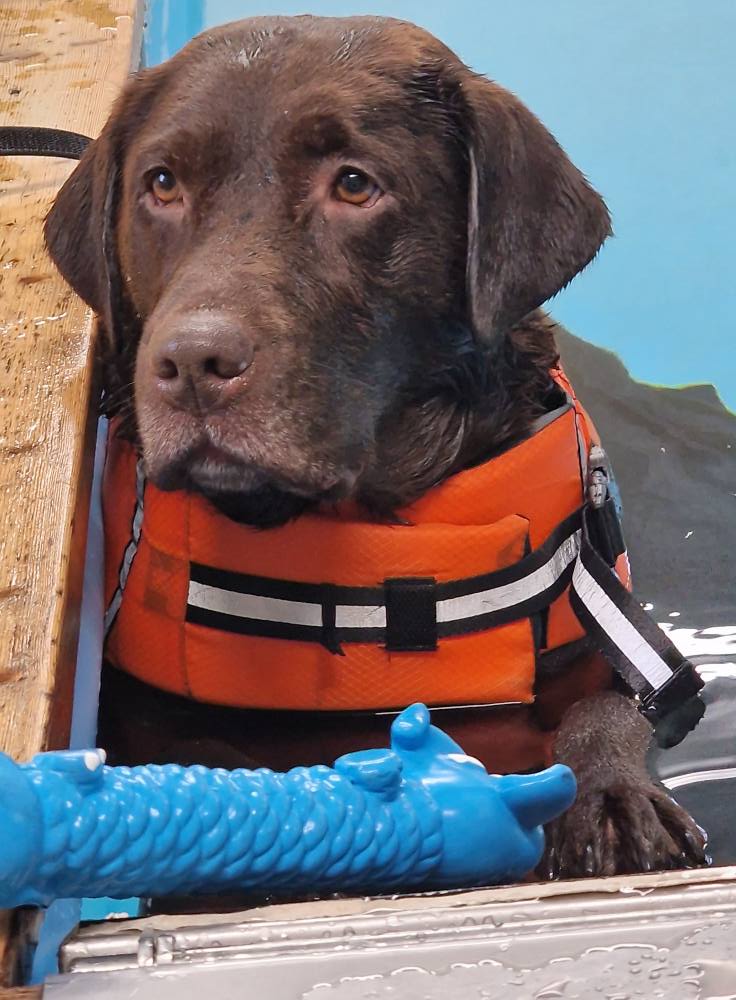 Agnes rehab efter valparna