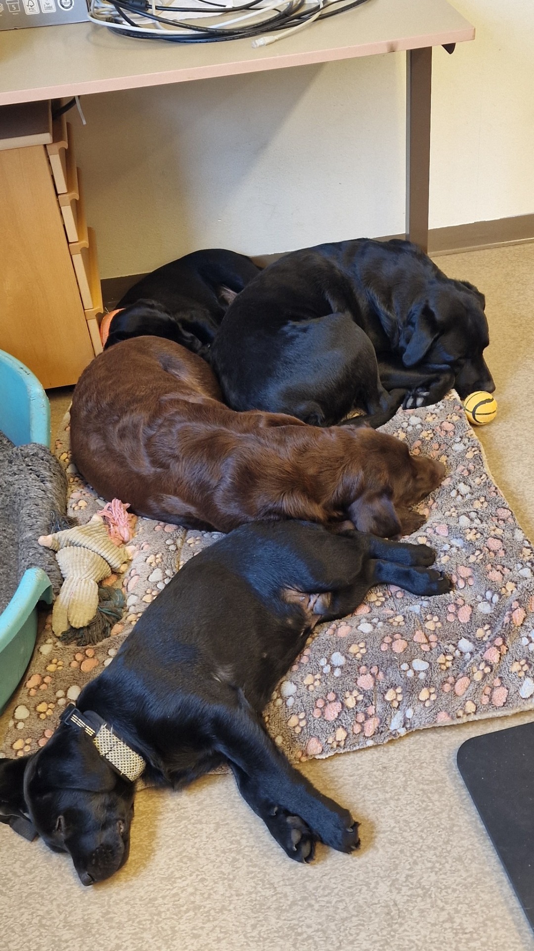 Agnez, Holly, Pepzi och Krumme med mig i klassrummet